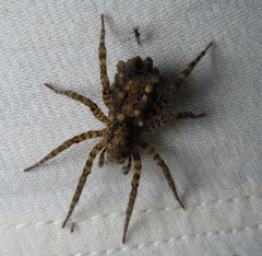 Arctosa maculata