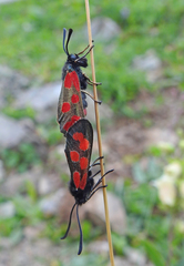 Zygaena armena