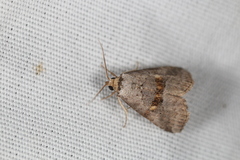 Hyperstrotia flaviguttata