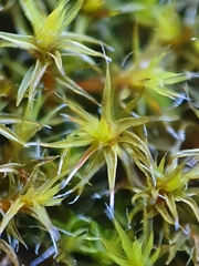 Grimmia decipiens