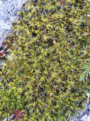 Grimmia decipiens