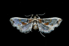 Neoleucinodes