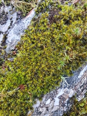 Grimmia decipiens