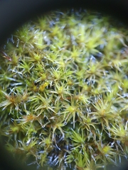 Grimmia decipiens