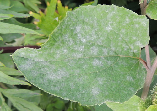 burdock mildew
