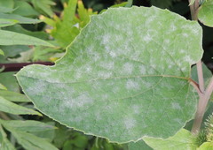 Golovinomyces depressus