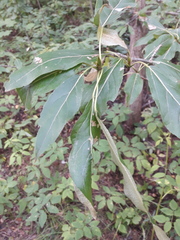 Populus longifolia