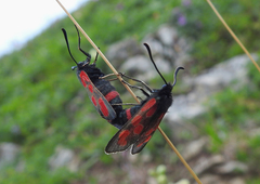 Zygaena armena