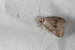 Hyperstrotia flaviguttata