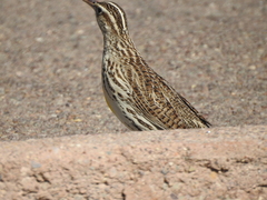 Sturnella magna lilianae