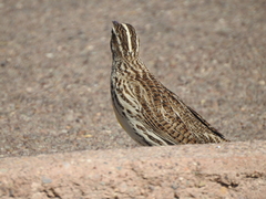 Sturnella magna lilianae