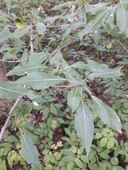 Populus longifolia