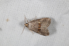 Hyperstrotia flaviguttata