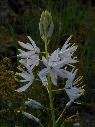 Camassia leichtlinii