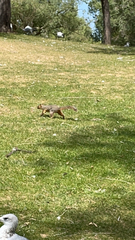 Sciurus niger