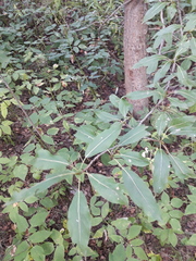 Populus longifolia