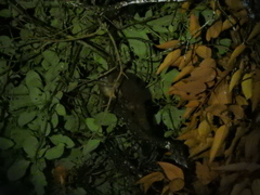 Aotus lemurinus