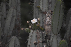 Armatocereus matucanensis
