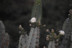 Armatocereus matucanensis