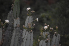 Armatocereus matucanensis