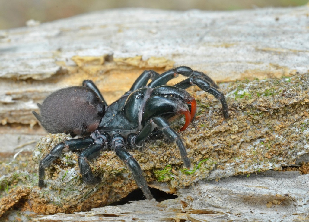 Red-legged Purseweb Spider from Torreya Park , Bristol, FL 32321, USA ...