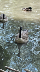 Branta canadensis