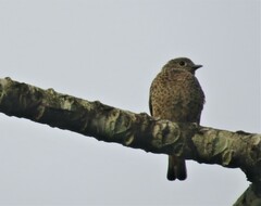 Cotinga