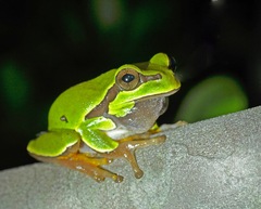 Hyla andersonii