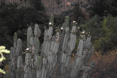 Armatocereus matucanensis