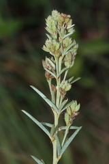 Lespedeza angustifolia