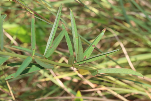 Image of Lespedeza angustifolia by (c) Jake McCumber, some rights reserved (CC BY)