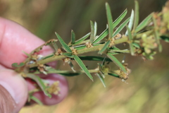 Lespedeza angustifolia