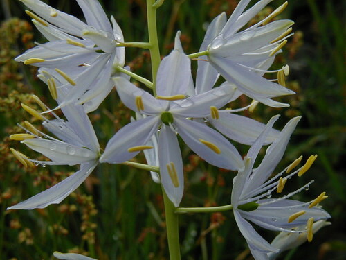 Camassia leichtlinii