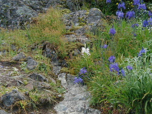 Camassia leichtlinii