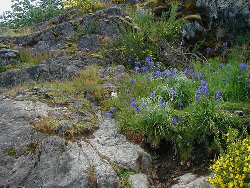Camassia leichtlinii