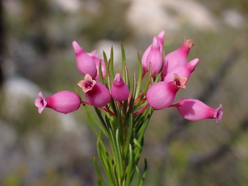 Image of Erica inflata by (c) Ren Hoekstra, some rights reserved (CC BY)