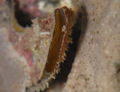 Malleus meridianus