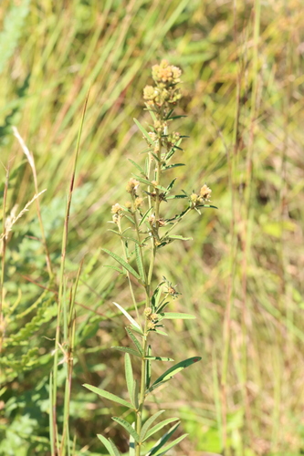 Image of Lespedeza angustifolia by (c) Jake McCumber, some rights reserved (CC BY)