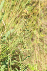 Lespedeza angustifolia