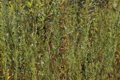 Lespedeza angustifolia