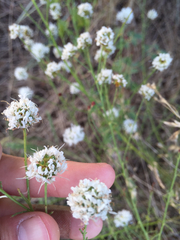 Dalea multiflora