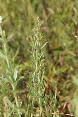 Lespedeza angustifolia