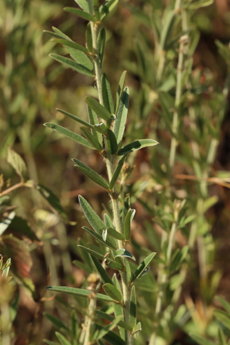Image of Lespedeza angustifolia by (c) Jake McCumber, some rights reserved (CC BY)