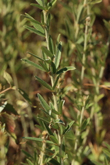 Lespedeza angustifolia