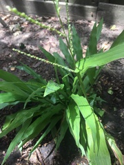 Paspalum langei