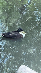 Anas platyrhynchos domesticus