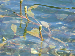 Potamogeton alpinus