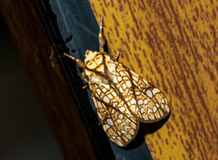 Lophocampa caryae