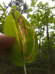 Liriomyza smilacinae