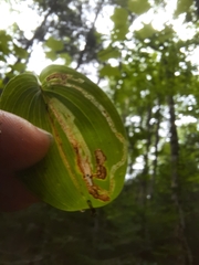 Liriomyza smilacinae